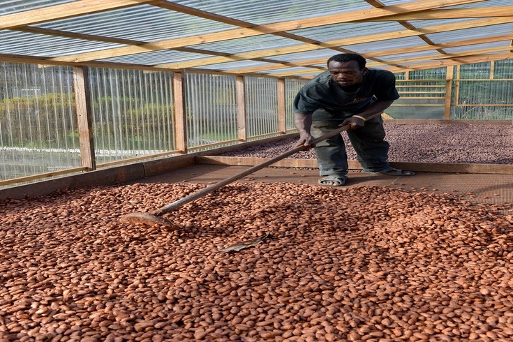Certified Sustainable Cocoa Cameroon