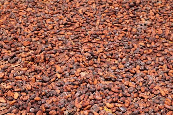 Grade 1 cocoa beans specification